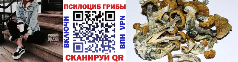 Псилоцибиновые грибы прущие грибы  кракен маркетплейс  Балашов 